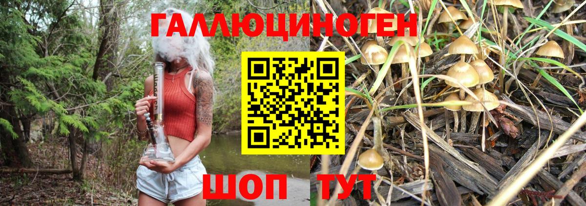 Галлюциногенные грибы Psilocybine cubensis Кубинка